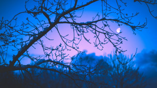 Bare tree moonlight autumn bamboo - impressionist free wallpaper