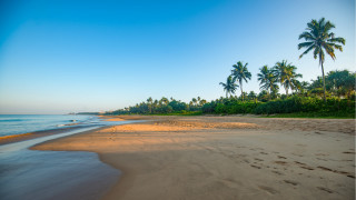 Sandy beach palm trees water - free beach wallpaper