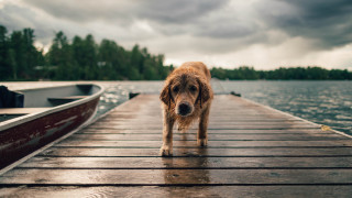 Dog dock boat water cloudy - a cloudy sky free wallpaper