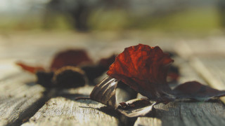 Red flower wooden table leaves - a red flower free wallpaper