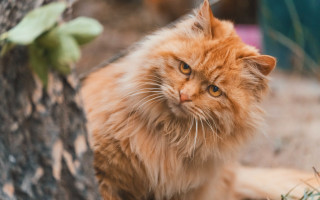 Fluffy orange cat sitting tree - a tree trunk free wallpaper