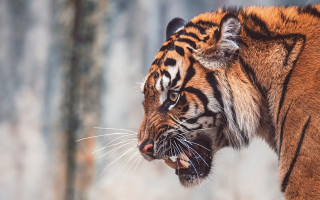 Tiger open mouth teeth blurred - background of trees free wallpaper