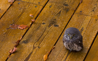 Small owl wooden deck leaves - a small owl free wallpaper