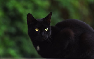Black cat yellow eyes outdoor 2 - a black cat free wallpaper