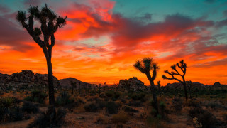 Sunset red sky trees mountain - a sunset free wallpaper