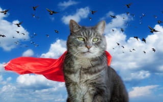 Cat cape birds clouds heroic - a sky full free wallpaper