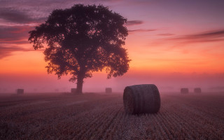 Sunset foggy hayfield pink sky - rich moody colour free wallpaper
