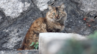 Cat rock serious eyes outdoors - serious free wallpaper for desktop
