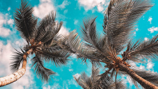 Palm tree blue sky clouds 4 - palm tree free wallpaper
