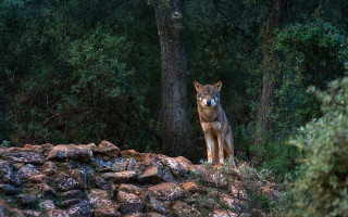 Lone wolf rocky hillside forest - a rocky hillside free wallpaper