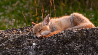 Fox sleeping rock sun grass - a rock in the sun free wallpaper