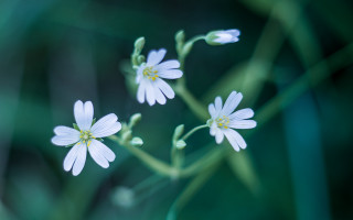 White flower closeup butterfly blurry - dennis flanders free wallpaper