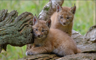 Kittens tree woods nature blurry - naturalism free wallpaper for desktop