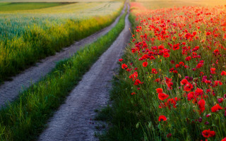 Flower field dirt road sunset - a dirt road in the middle of it free wallpaper