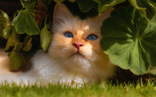 Blue eyed cat grass plant - the grass next free wallpaper