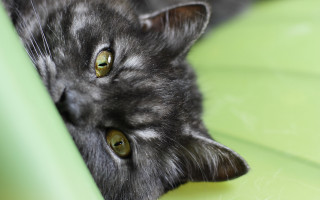 Cat green umbrella jigsaw shallow - corneille free wallpaper