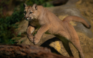 Mountain lion jumping tilt shift - its paw free wallpaper