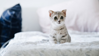 Kitten bed pink blue pillow - a bed free wallpaper