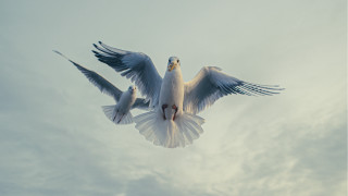 White bird flying cloudy sky 4 - a cloudy sky free wallpaper