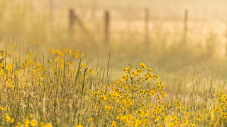 Field fence fog bird autumn - impressionist free wallpaper