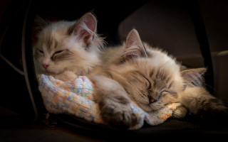 Cats sleeping suitcase blanket black - their eye free wallpaper