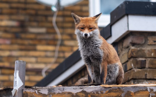 Fox roof brick sign furry - beatrix potter free wallpaper