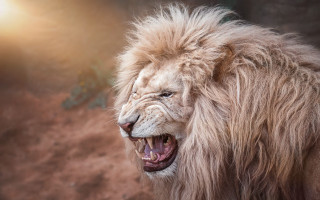 Lion angry open mouth teeth - tooth wide open free wallpaper