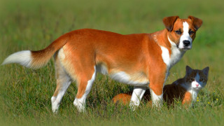 Dog cat field grass bush - one cat free wallpaper