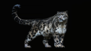 Snow leopard dark closed black - a snow leopard free wallpaper