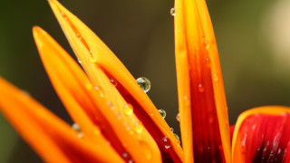 Flower water drops macro blurry - water droplet free wallpaper