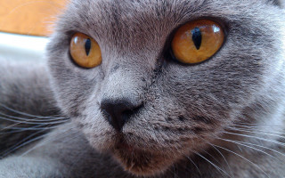 Gray cat yellow eyes serious 5 - a gray cat free wallpaper