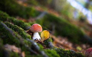 Mushroom moss tree leaf nature - a yellow leaf free wallpaper