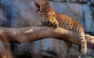 Leopard yawning branch camouflage wildlife - mouth wide open free wallpaper