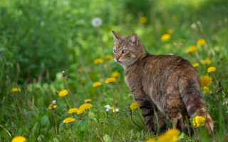 Cat field flower grass blurry - a field of flowers and grass free wallpaper
