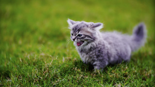 Kitten yawning grass surreal tiltshift - a small kitten free wallpaper