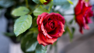 Red rose vase blur bokeh - stem free wallpaper