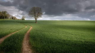 Dirt road green field cloudy 14 - stormy weather free wallpaper