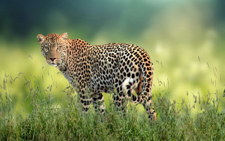 Leopard grassy field wildlife photography - a grassy field free wallpaper