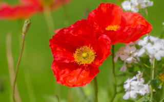 Blurry flower field bokeh impressionist - a close up of a bunch free wallpaper