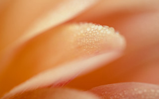 Flower water droplets macro yellow 3 - petal free wallpaper