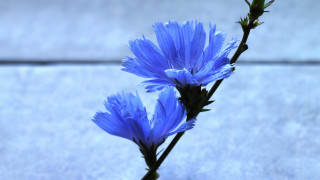 Blue flower macro photography winged - a white surface free wallpaper