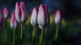 Pink white flower field bokeh - shallow free wallpaper for desktop