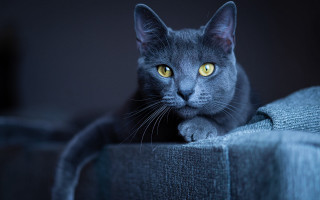 Black cat vanitas yellow eyes - vanita free wallpaper