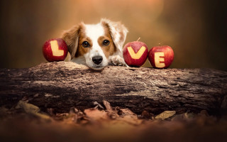 Dog log apples love dog - a log free wallpaper