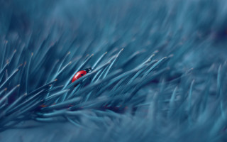 Red bug blue leaf snow - covered free wallpaper