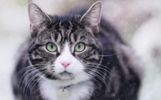 Black cat green eyes snow 2 - outside free wallpaper