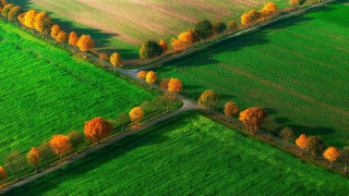 Green field trees road yellow - a green field free wallpaper