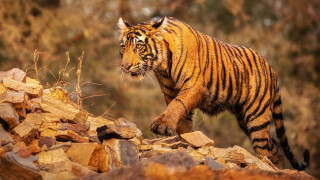 Tiger rockyhillside ruins fire smoke - a rocky hillside free wallpaper