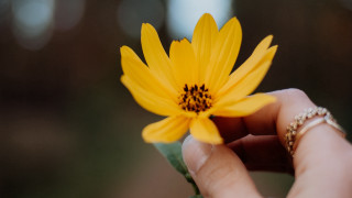 Person holding yellow flower blurry - a person holding free wallpaper