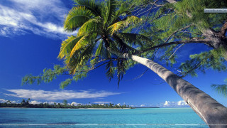 Palm tree beach blue sky 28 - palm tree free wallpaper